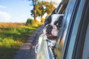 dog in car on the way to new travel nursing assignment