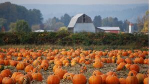 pumpkin patch explored by travel nurse across America