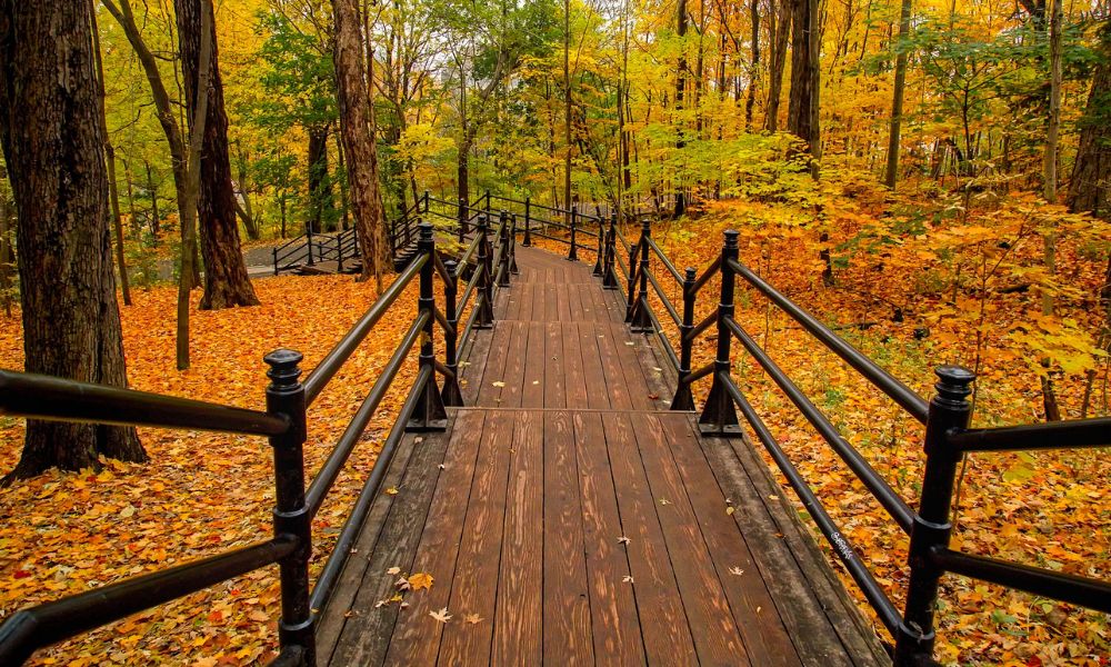 walkway through an autumn forest being explored by a travel nurse across America